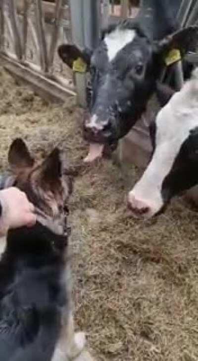 My dog meeting a cow for the first.