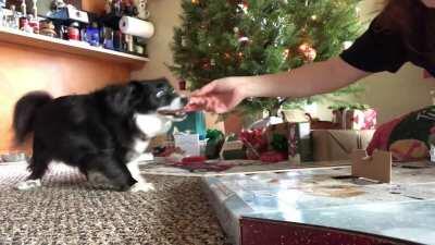 Advent Calendars aren’t just for humans! 🐶🎄