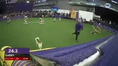 The fastest dog at the dog agility competition.