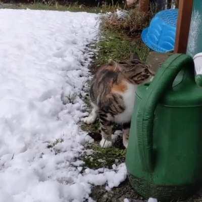 Kitten's first snow day