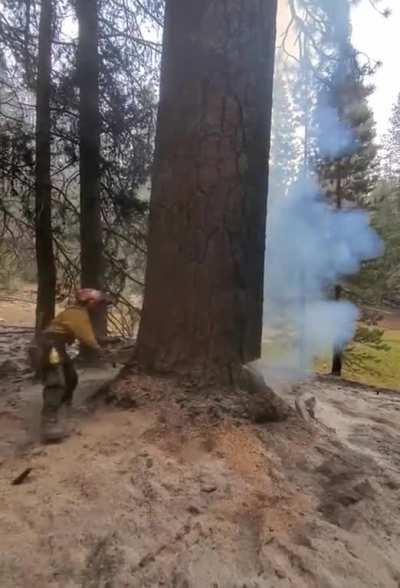 Cutting down a burning tree