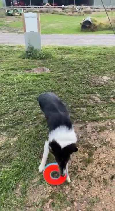 Oscar has never seen a frisbee and today i bought him his first fribee! This was his reaction to the first throw!