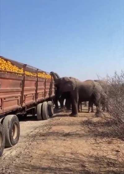 Elephants taking advantage of a broken truck transporting oranges