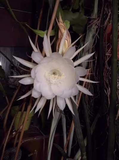 The rare blooming of Queen of the Night flower