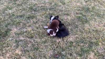 Our new little wiggle Ruby playing with new big sis.