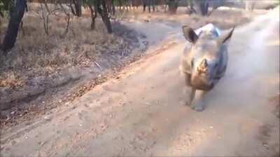 A rhino imitating a lamb