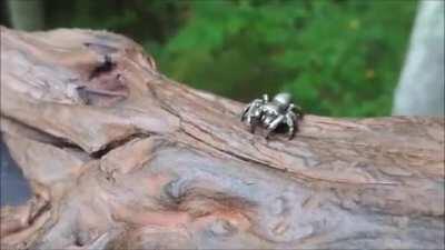 1:1 model of a jumping spider with 9 joints. Made of silver.