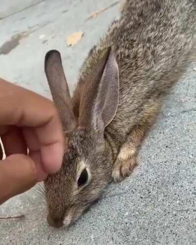 A skater rescuing a wild bun from a pool