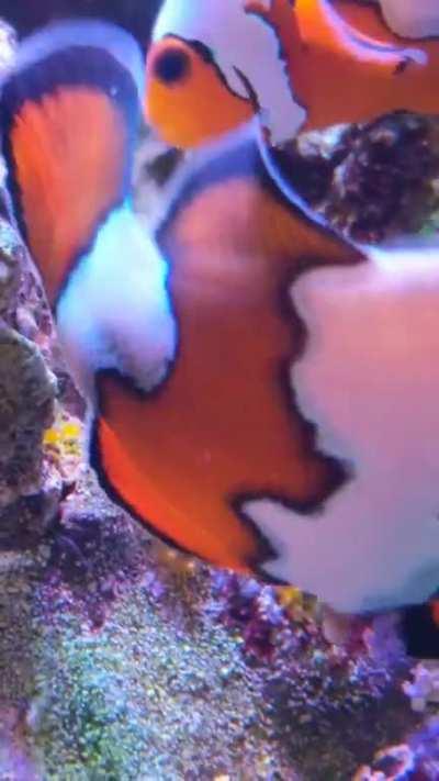 Our clownfish laid a clutch of eggs!!