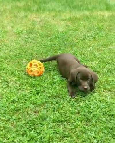 Dog named Moose loves to play fetch he's just a little clumsy