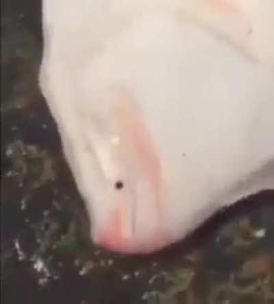 Recently, I'm really stressed about what kind of fish this is, which has been used in different memes, and in my search, I found this sub, so if anyone knows if it's a fish or anything else, can you please tell me?  :)