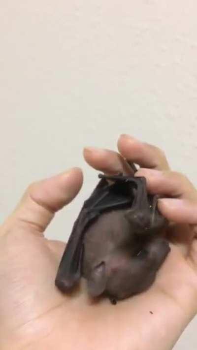 If you haven't seen a bat dangle from a hand, yawn, and groom himself, this is for you