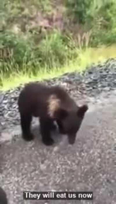 HMBCS while I try to pet a bear cub