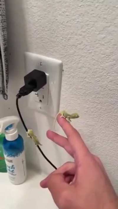 Baby Chameleons helping with pest control