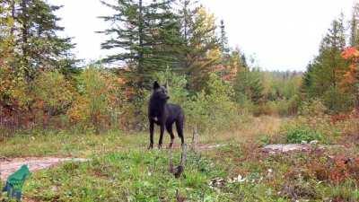 Black wolf, a melanistic variant of the gray wolf, Minnesota Northwoods, Sept. 2021