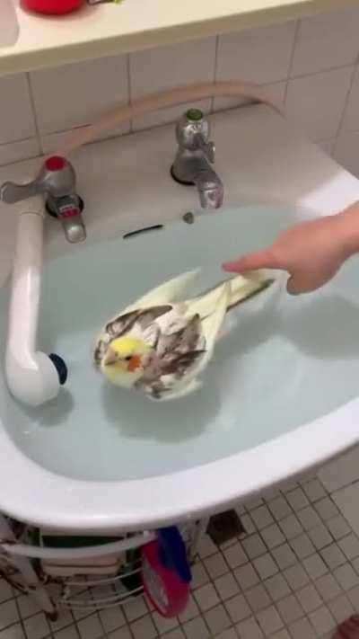 cockatiel or duck?