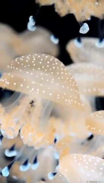 🔥 Hypnotizing jellyfish 🔥