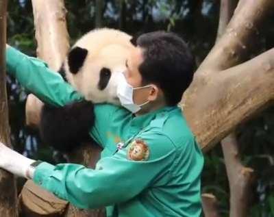 A very affectionate baby panda <3