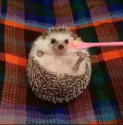 Look at how this hedgehog reacts to food!