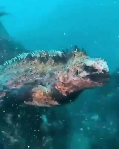 Marine iguanas look like baby Godzillas