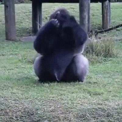 Gorilla using sign language to tell he's not allowed to be fed by visitors