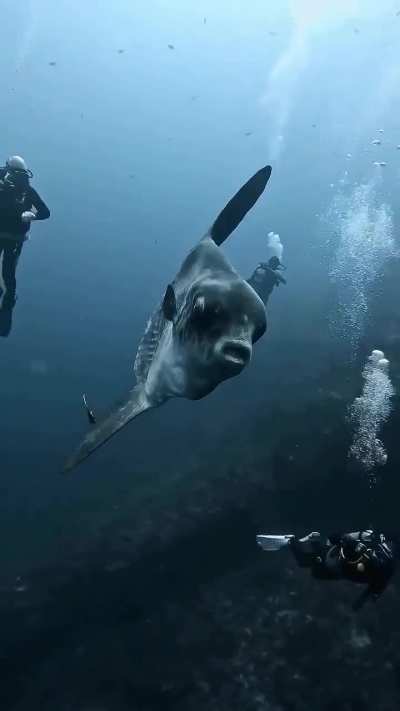 Size of this sunfish