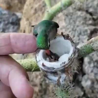 Hummingbird feeding her babies.