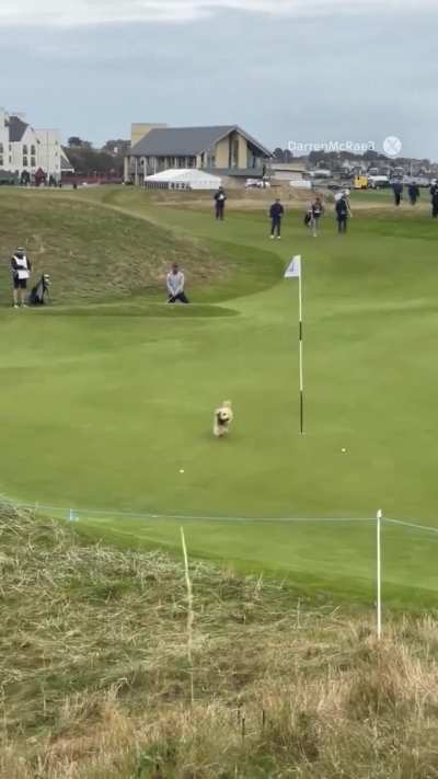 Gareth Bale's golf ball has been stolen by a dog