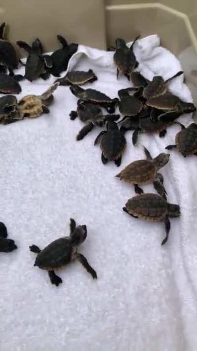 Raising these turtles and returning them to the ocean may give them a better chance for survival