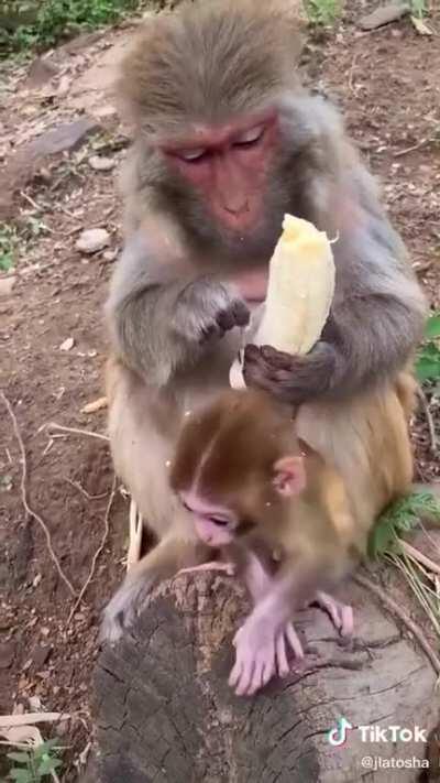 Cute monkey doesn't like the stringy bits of the banana either!