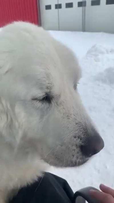 Polar bear needs pets