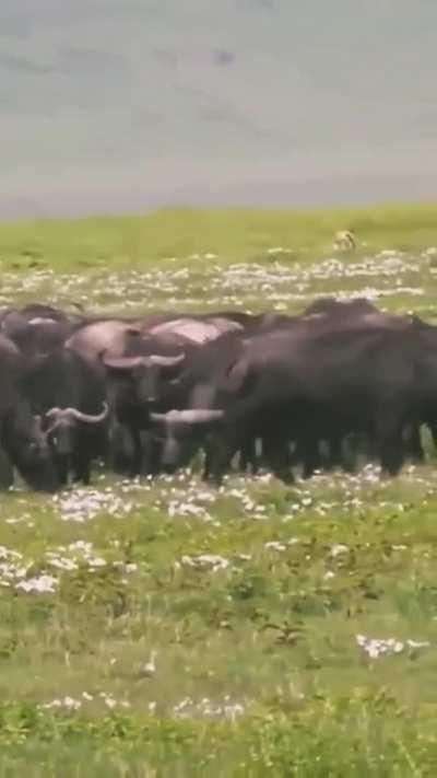 Herd of buffaloes casually flicking lion cubs into air