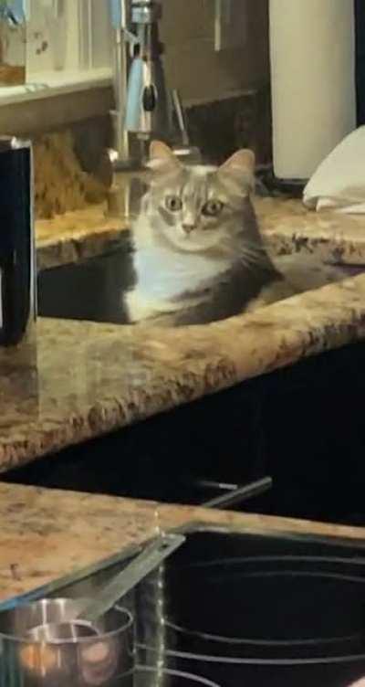 My cat sits in the sink every morning waiting for me to make the faucet drip.