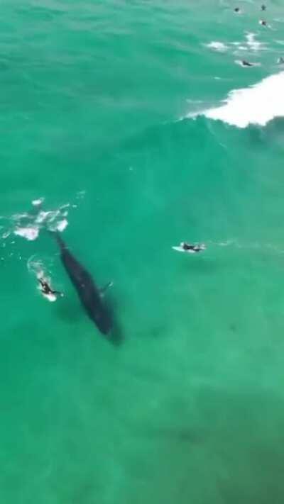 Whale and surfers taking a parfect wave