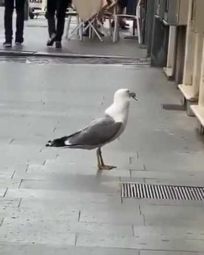 Seagull devour a gigantic rat