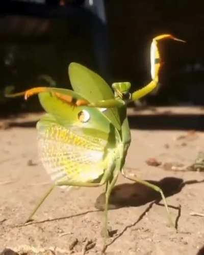 🔥 Mantis and his cool moves.