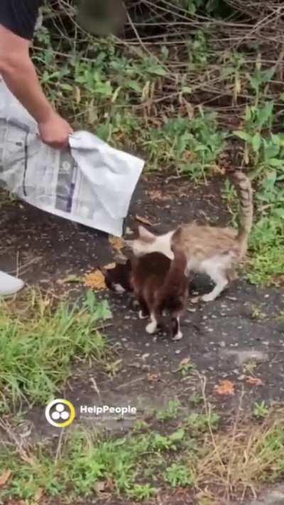 The cats are from Kharkiv region. Our drivers are constantly feeding animals that are also suffering from the war, remember to donate to helppeople.org.ua