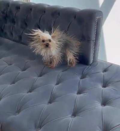 Pupper discovers static