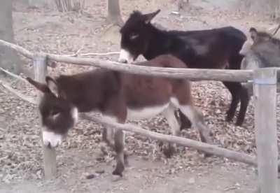 Donkeys Escape