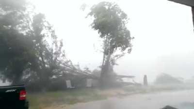 wind snaps trees in half like they're twigs