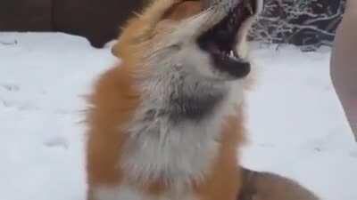 Fox Gets Booped