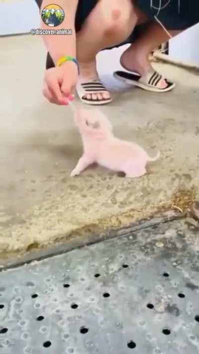 Cute kid pig