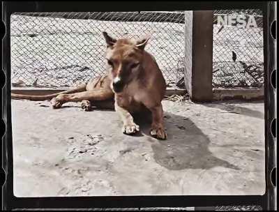 Tasmanian Tiger in Colour