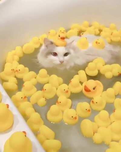 Rubber Ducks Everywhere