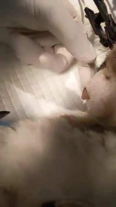 Abscess on a cat. Sorry for the weird finger wiping at the end, I wanted to see if it was chunky (it was)