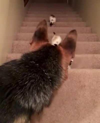 Teaching foster kitties to climb stairs