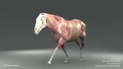 A digital simulation of the working musculoskeletal system of a horse (at a gallop). [Source in corner of video]