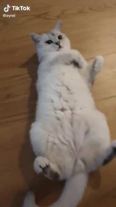 chonky cate