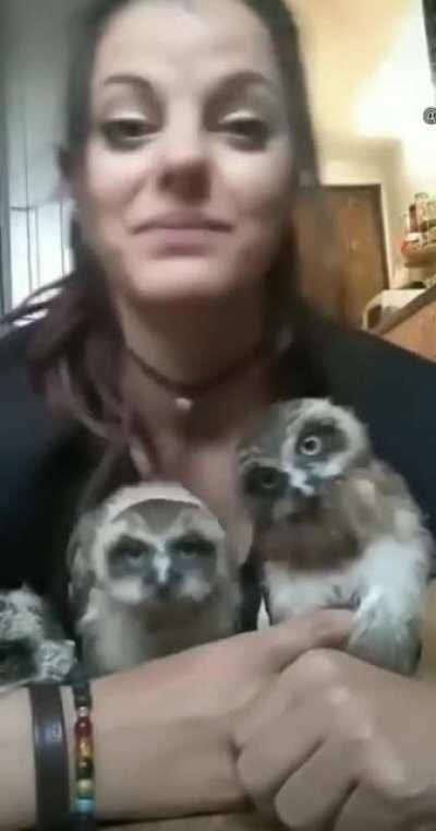 Owl headbangers.