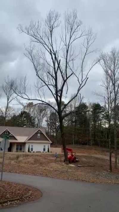 Dead tree completely falls apart when it hits asphalt.